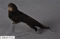 藏品(小雨燕)的圖片